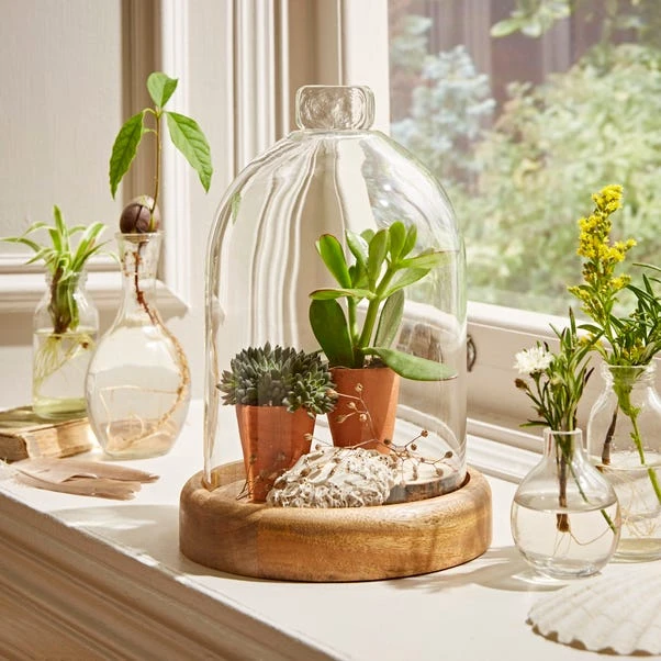 Natural History Museum Mango Wood Cloche 1 Natural History Museum Mango Wood Cloche