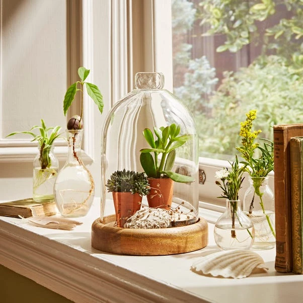 Natural History Museum Mango Wood Cloche 2 Natural History Museum Mango Wood Cloche - Image 2