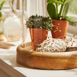 Natural History Museum Mango Wood Cloche 8 Natural History Museum Mango Wood Cloche -Elegant Home 30756334 alt03